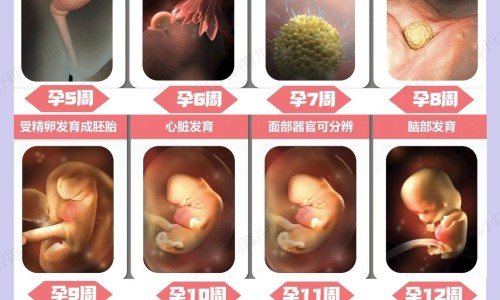 怀孕能吃金钱草颗粒吗会流产吗-怀孕能吃金钱草颗粒吗网 | 怀孕能吃金钱草颗粒吗,怀孕能吃金钱草颗粒吗有影响吗